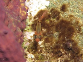 107 Whitestar Cardinalfish IMG 5492